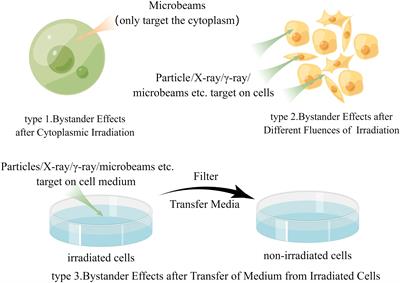 Radiation-induced bystander effect and its clinical implications